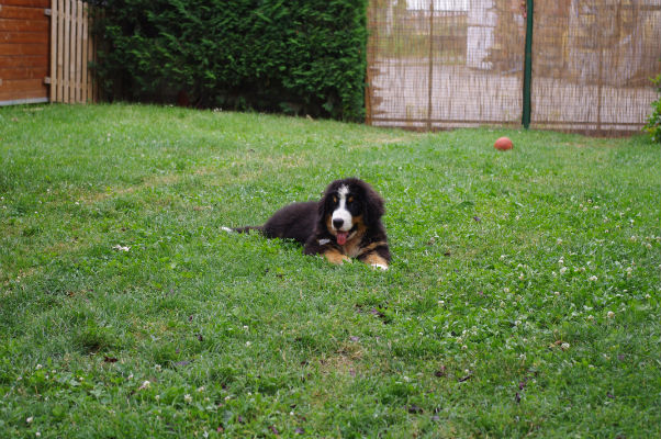 bovari%20giugno%20084